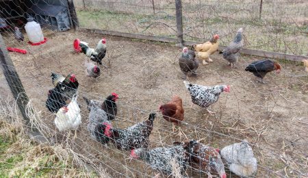 Chickens for sale in Texas