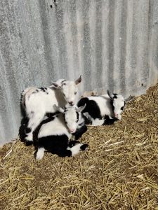 Goats for sale Texas