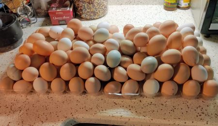 best egg laying chickens for Texas